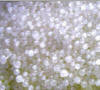 Sodium Hydroxide BP Manufacturers Sodium Hydroxide USP NF